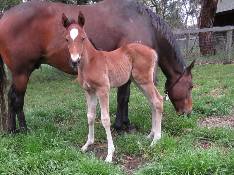 081 Dubawi's Image x Tiger Of Malay chf 10-03